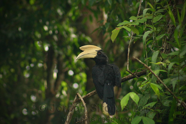 Black hornbill (Anthracoceros malayanus)