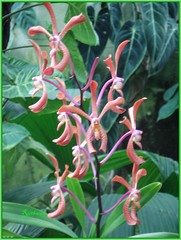 DSC02041 Orchidee