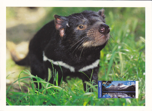 Australia Maxi Tasmanian Devil Postcard