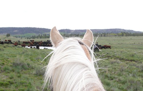 horses cattledrive