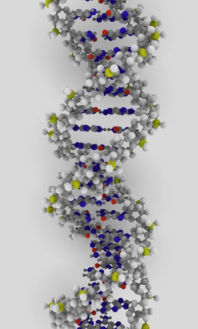 DNA rendering