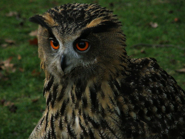 Bubo bubo (Eurasian Eagle-owl / Oehoe)