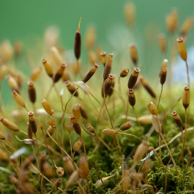Moss spore capsules of Dicranoweisia cirrata (Rhabdoweisiaceae)