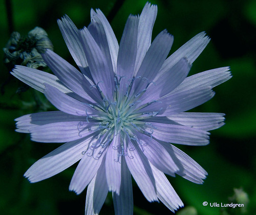 Chicory - Chicorium intybus | by atranswe