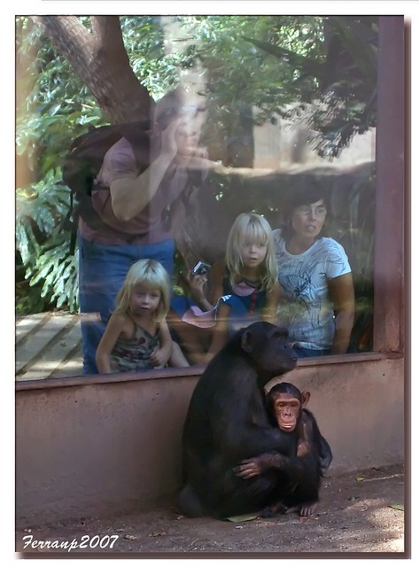 Un día en el zoo 05 - chimpancés (Madre e hijo)