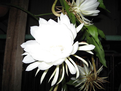 Bunga Raja | by nankeen lily