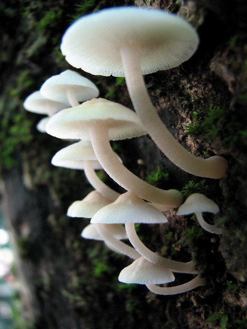Fungi at Stoney Creek in Cairns Australia - Filoboletus manipularis