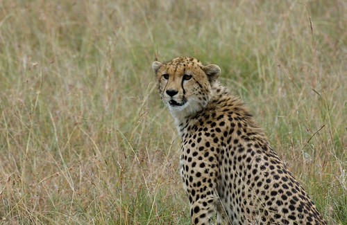 Lunch Looks Good From Here - Africa - July 14, 2007 - Mara Park 160 | by shutterdoug
