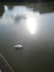 Swan ponders the mill pound at Three Mills