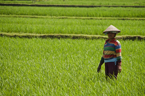 bali verde green field canon indonesia eos asia rice campo farmer ubud arroz agricultor photographyrocks 400d dewisri flickraward concordians olétusfotos doubledragonawards oleeespecial