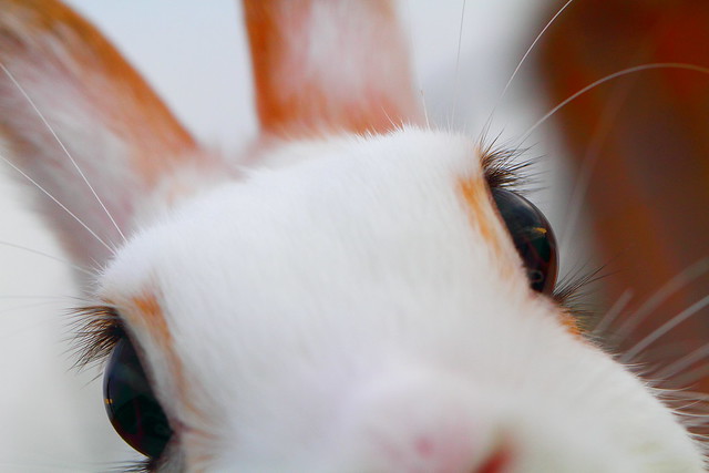Is that a yummy carrot I see in your lens?