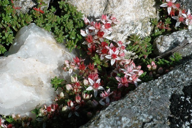 d0704025 | Englische Fetthenne (Sedum anglicum). Wicklow Mountains / Irland, 14.07.2007