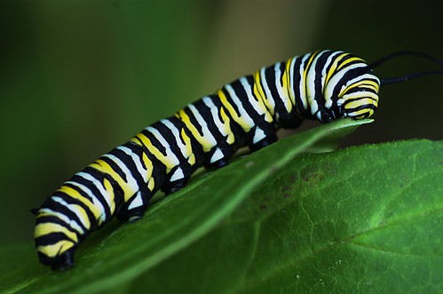 Moronic Caterpillar (#83) | by j / f / photos