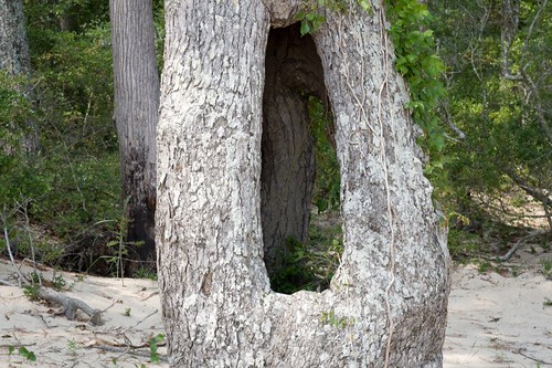 Holey Tree | Croatan National Forest North Carolina | LollyKnit | Flickr
