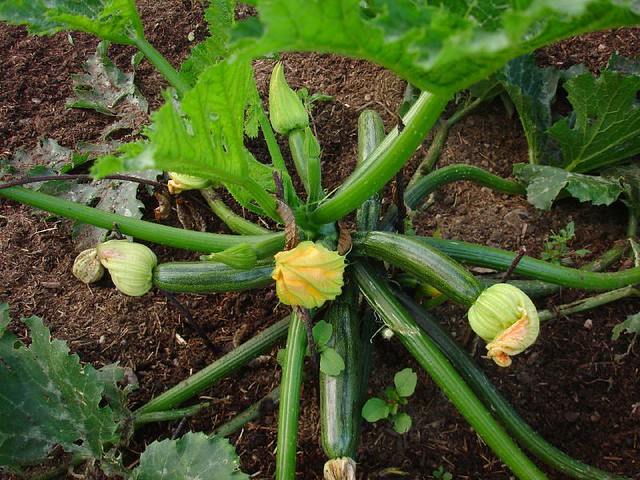 The Courgettes are becoming productive
