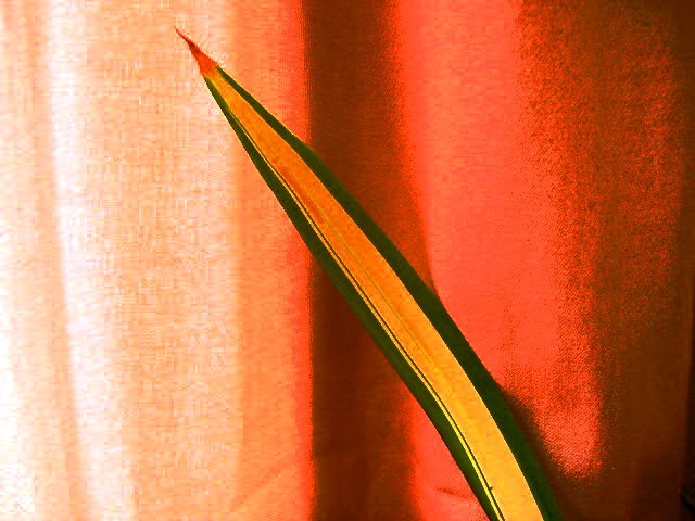 Long Leaf Leaning on Curtain