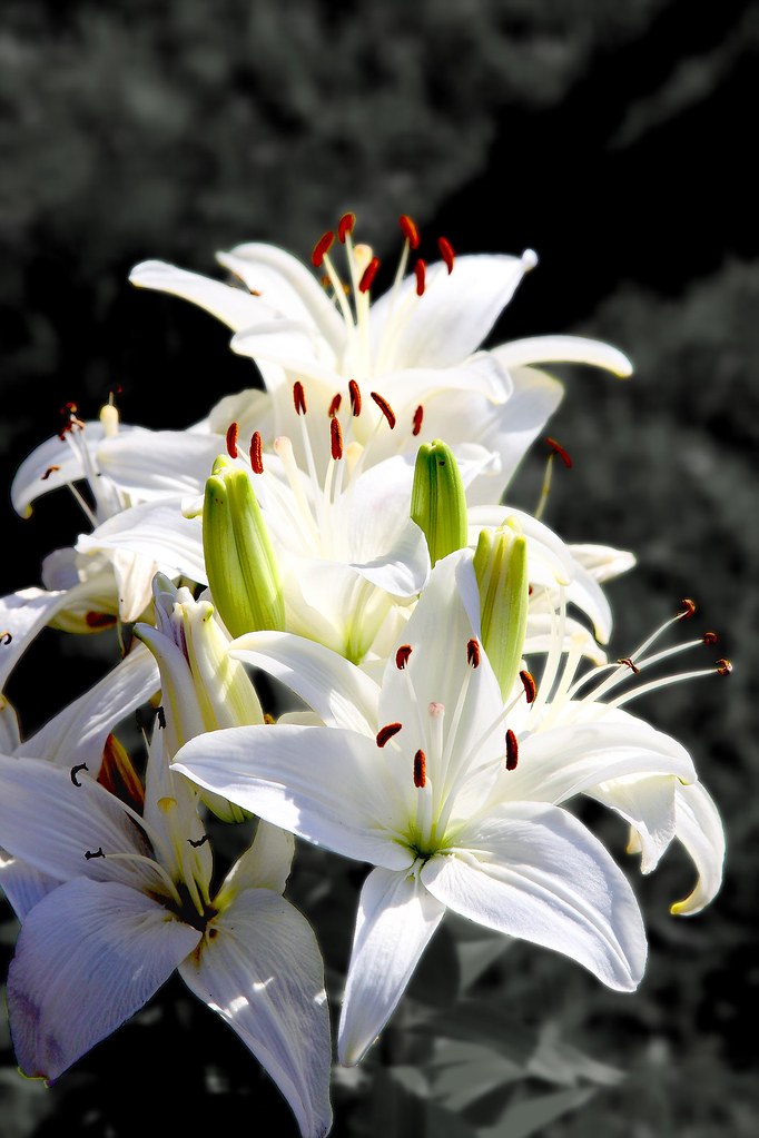 White Lilies | White lilies in garden next door. | Carl Vizzone | Flickr
