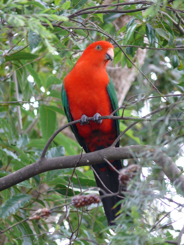 King Parrot - male