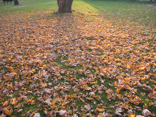 Fall in Michigan