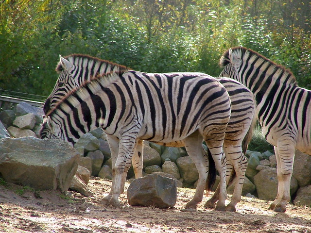 Colchester Zoo - England - Zebras - November 12th 2006