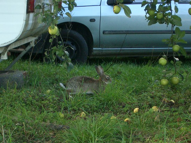 ...and a wild rabbit dashes by
