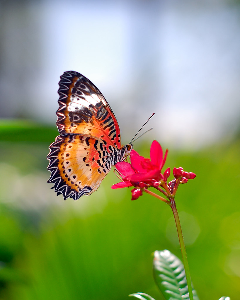 Бабочки весной картинки. Красивые бабочки. Весенние бабочки. Бабочки в природе. Разнообразие бабочек в природе.