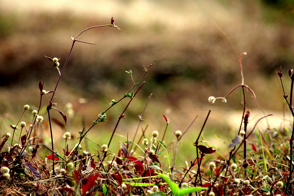 Unnoticed Beauty
