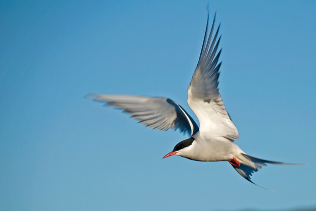 Artic Tern in flight