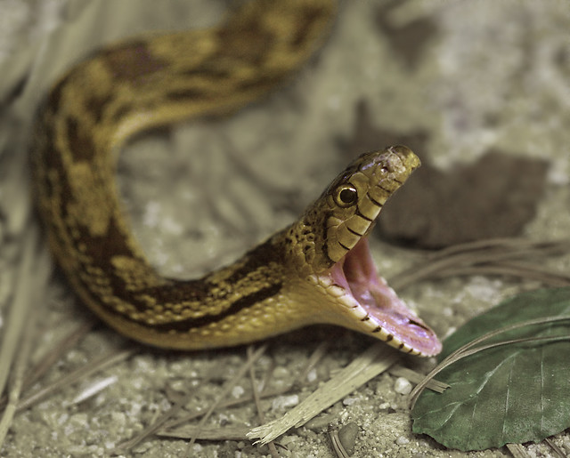 Gopher snake (Pituophis canifer, Bullenschlange)