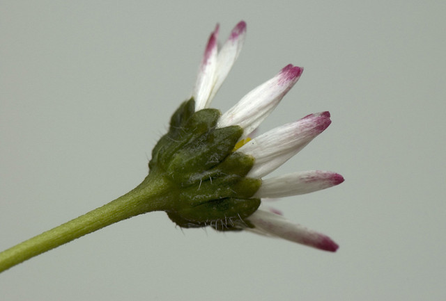 Bellis perennis (Asteraceae)