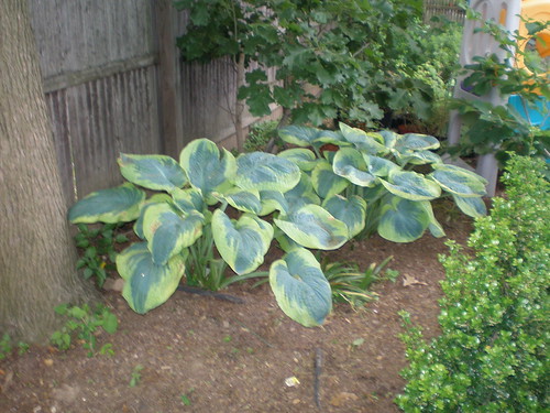 Frances Williams Hosta | by w3ace