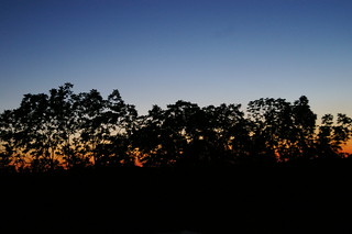 Treeline at dusk