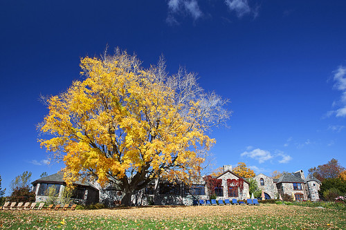 travel autumn trees orange ontario color colour tree green fall colors leaves yellow garden leaf chair bluesky grafton fallfoilage canoneos5dmarkii