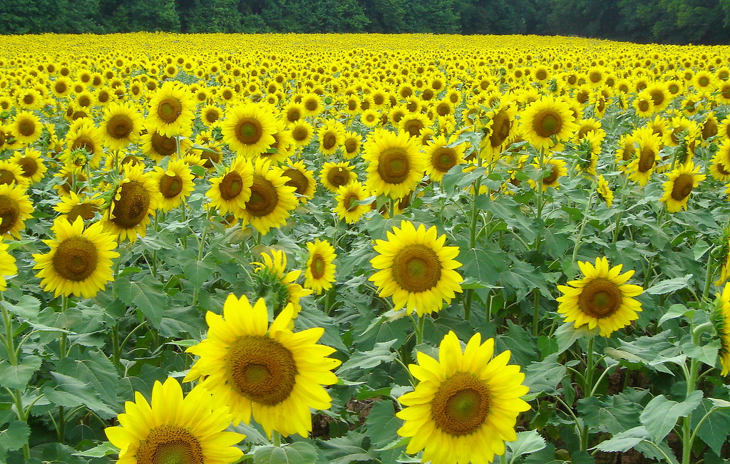 100 Fun Facts About Sunflowers | Facts You Didn't Know About Sunflowers