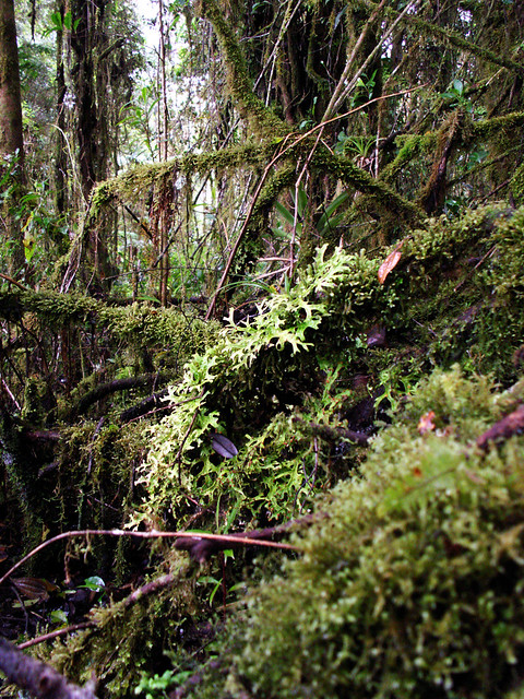 Mossy forests