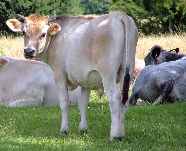 Cows - Dedham, Essex, England - Monday July 9th 2007