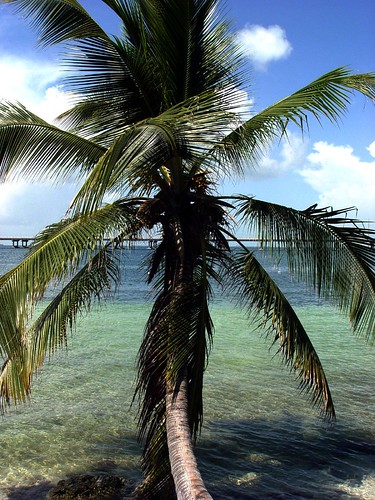 Palm tree at Key Largo, Florida | Palm tree at Key Largo, Fl… | Flickr