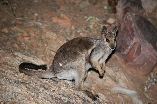 Black-footed Rock-wallaby (Petrogale lateralis) at Simpsons Gap, West MacDonnell NP, Central Australia.