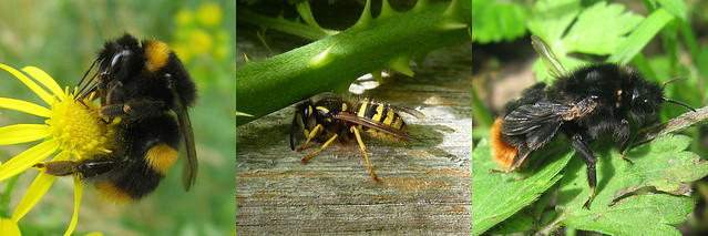 British Bug Week 2010, Tuesday - Bees and Wasps