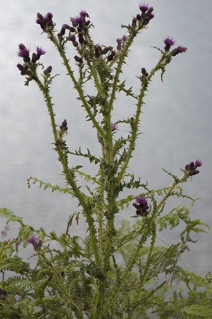 Cirsium palustre (Asteraceae)