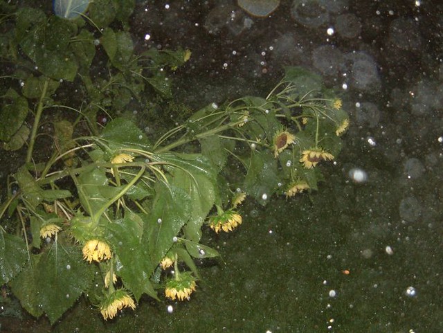 Sunflowers in a storm