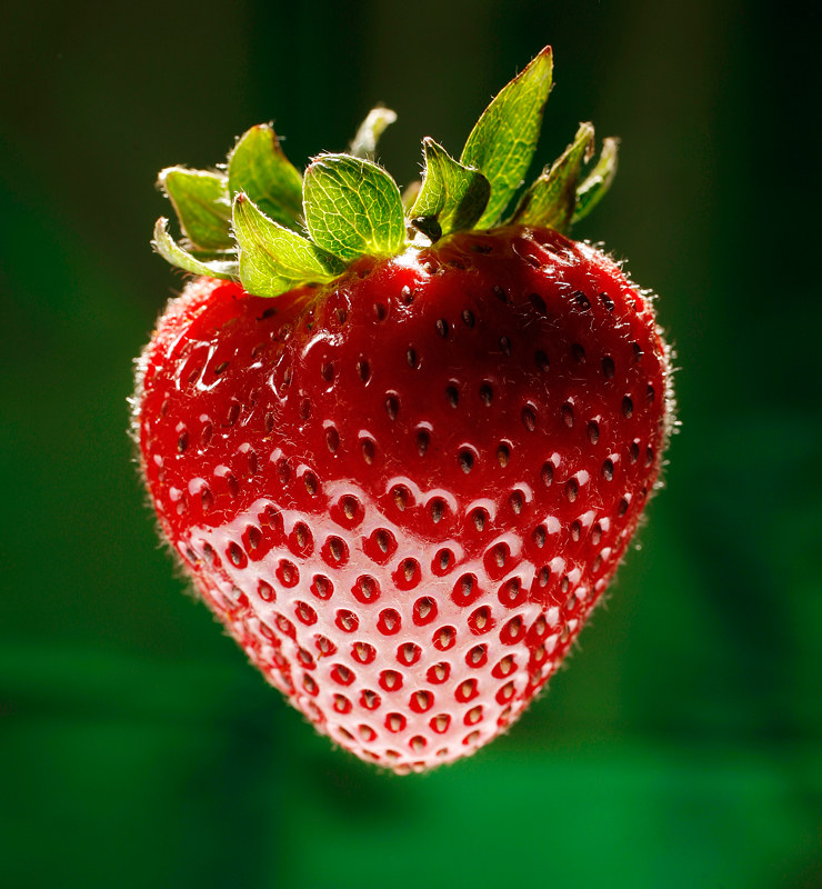 Strawberry by Heacox Photography