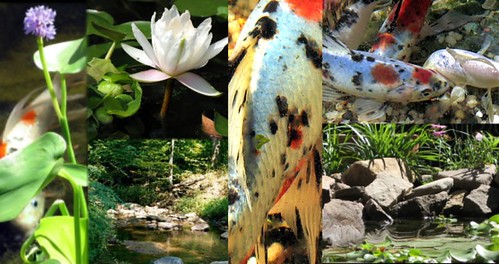 multi fish picture | by Alice Chaos