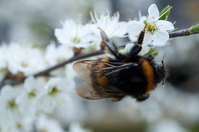 Bumblebee on Blackthorn