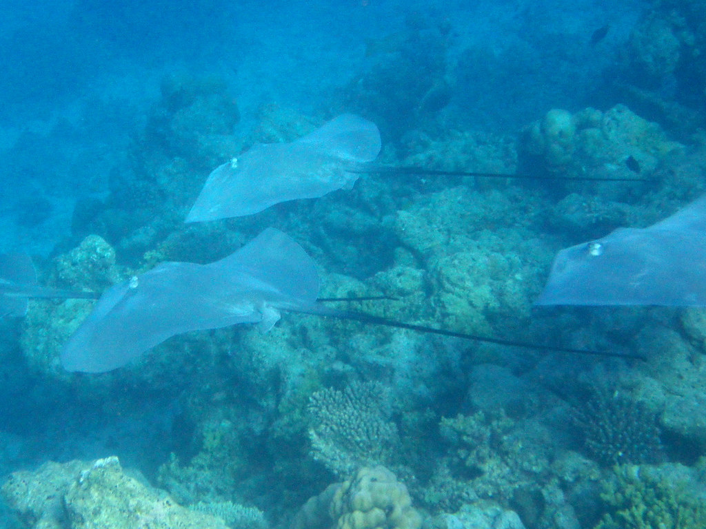 Whiptail Stingrays in the Maldives