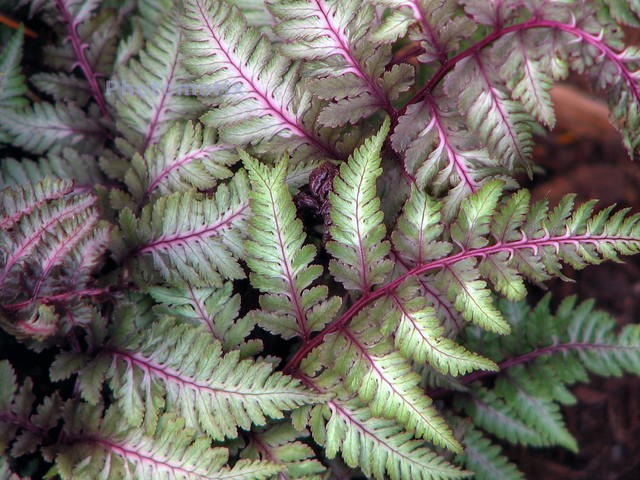 Japanese Painted Ferns