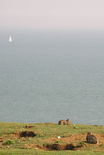Book 1, Walk 31, Glynde to Seaford 5 Bunnies eroding the cliffs near Seaford Head, 10 June '07.