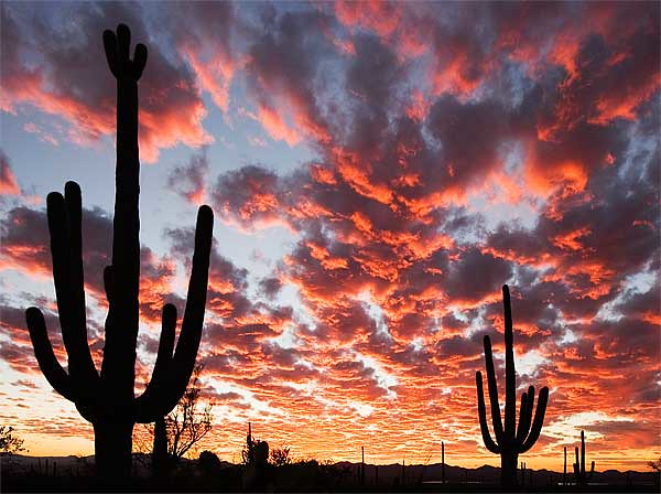 Saguaro Cactus Sunset, Tucson AZ | Sunset near Tucson, AZ, w… | Flickr