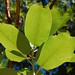 Flickr photo '8c. Pacific madrone leaves' by: kqedquest.