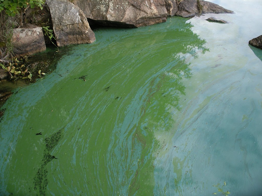 Зеленые воды последствия. Цианобактерии эвтрофикация. Цветение воды цианобактерии. Синезеленые водоросли. Цветение воды водоросли.
